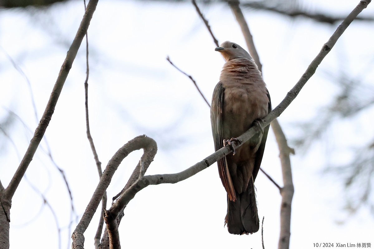 Gray Imperial-Pigeon - ML626699478