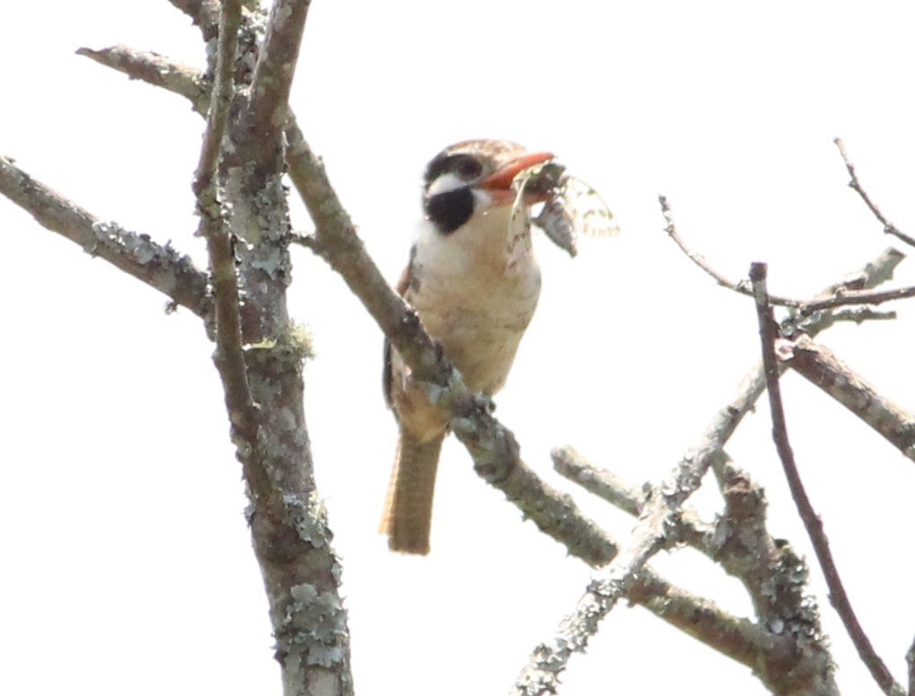 White-eared Puffbird - ML626699514