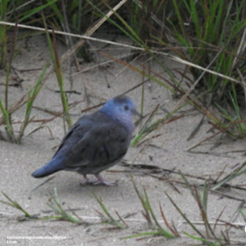 Plain-breasted Ground Dove - ML626699516