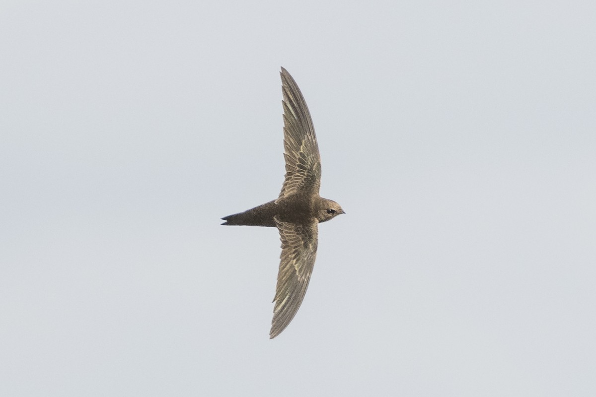Mottled Swift - ML626699518