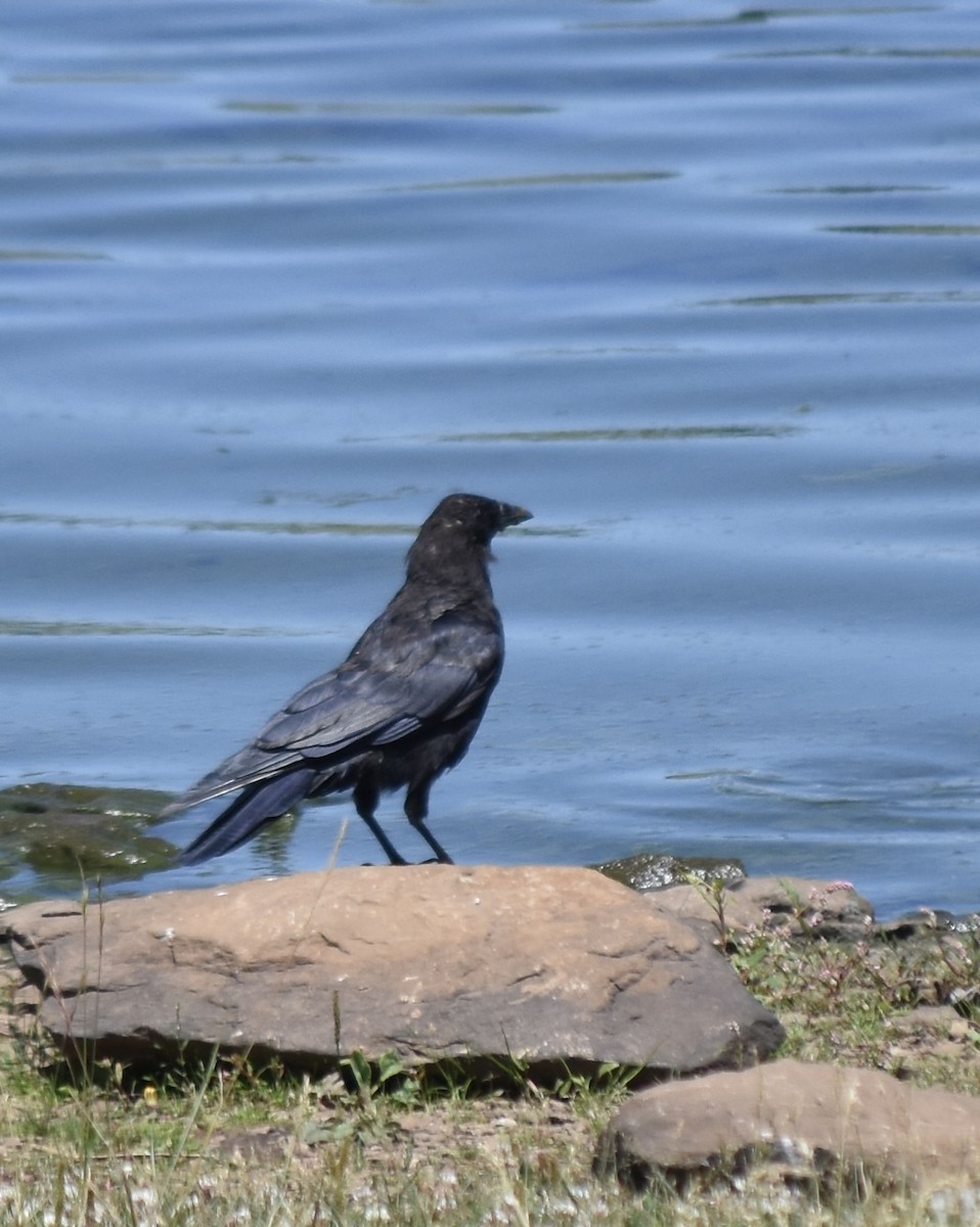 corneille ou corbeau sp. - ML626699547