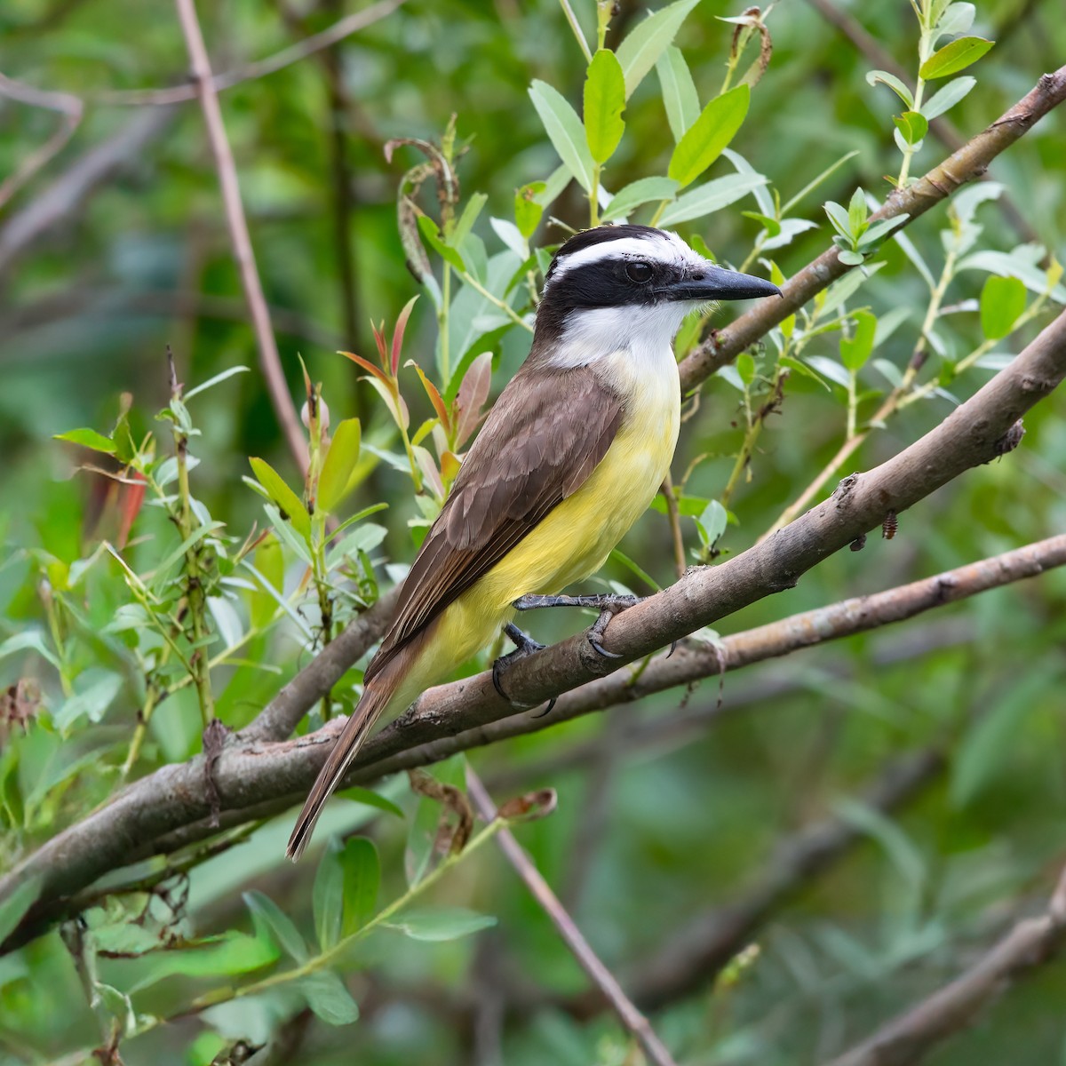 Great Kiskadee - ML626699638