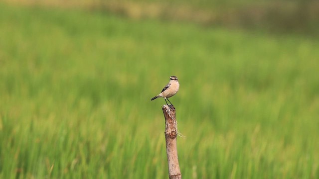 シベリアノビタキ - ML626699639