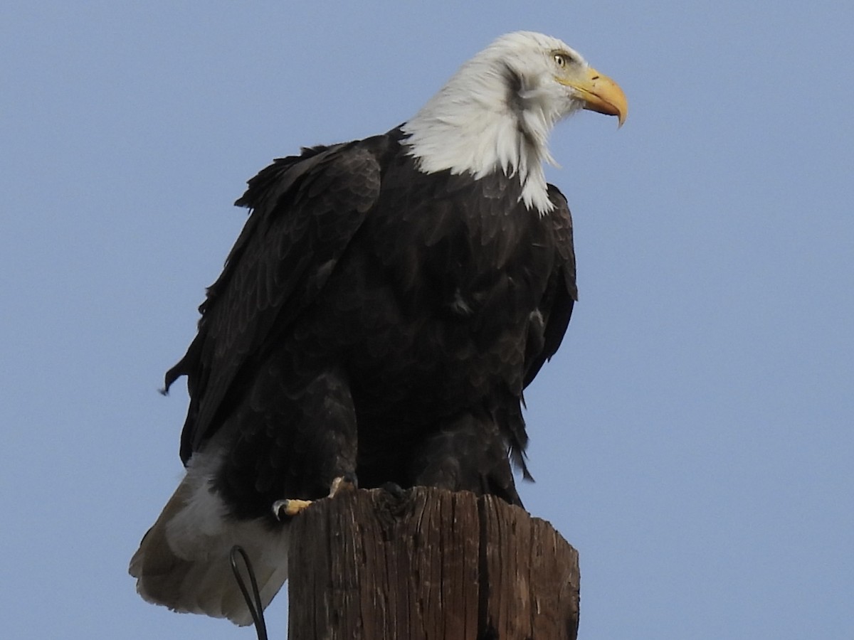 Bald Eagle - ML626699800