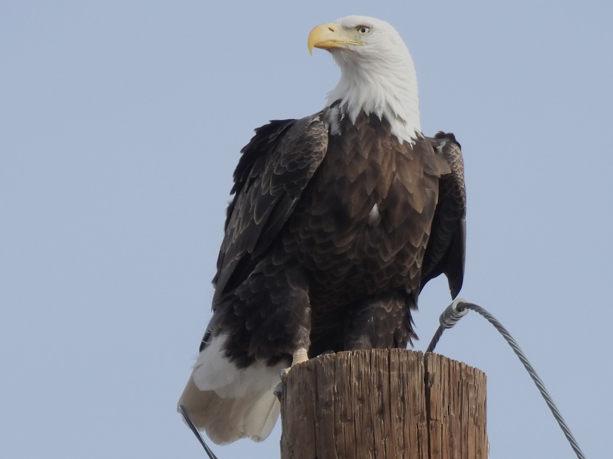Bald Eagle - ML626699801