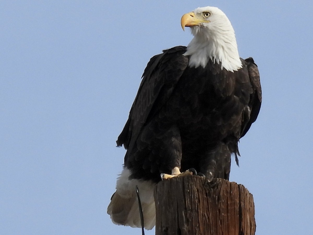 Bald Eagle - ML626699811