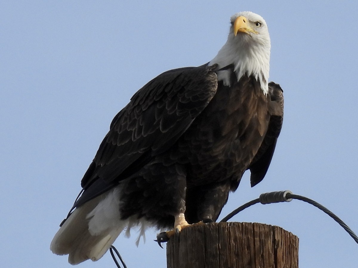 Bald Eagle - ML626699812