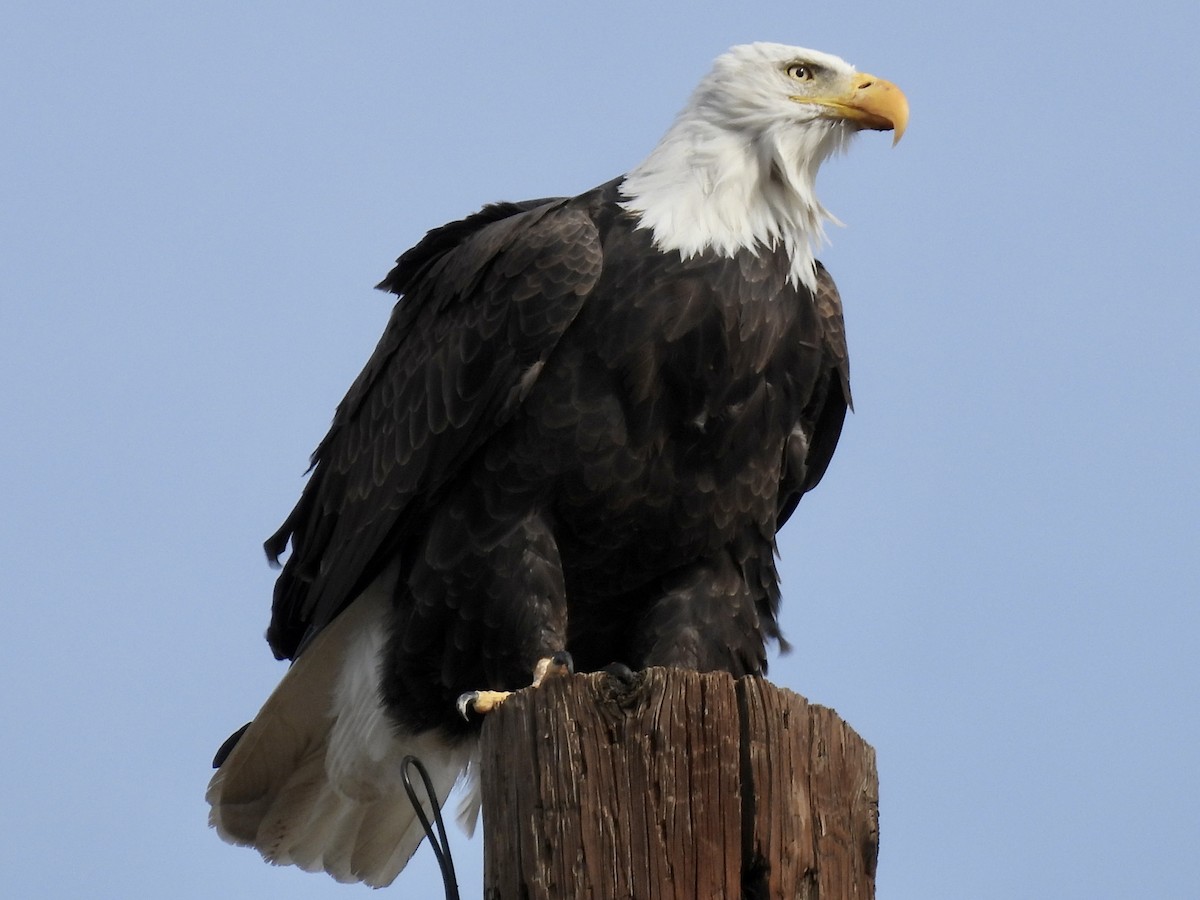 Bald Eagle - ML626699821