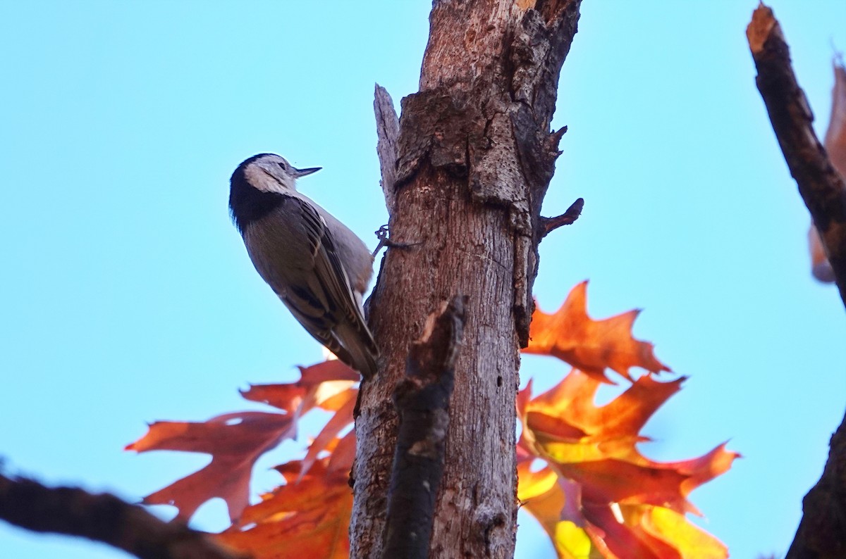 White-breasted Nuthatch - ML626699925