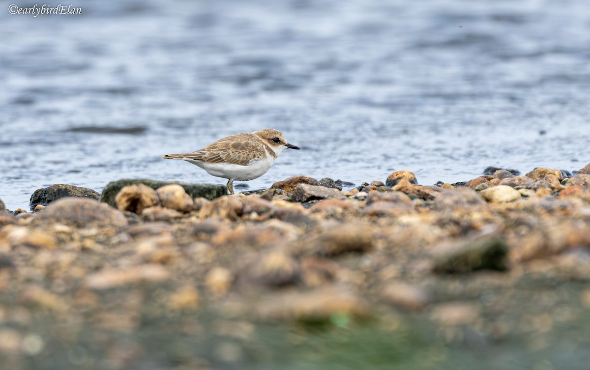 Kentish Plover - ML626699993