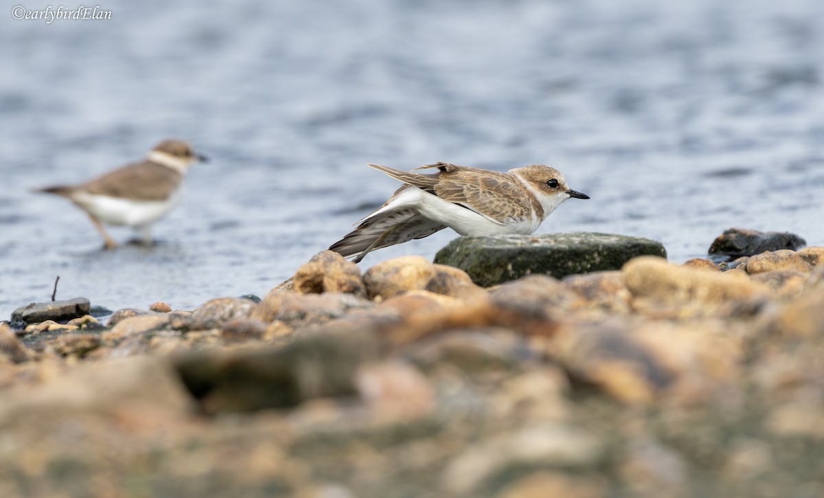 Kentish Plover - ML626699996