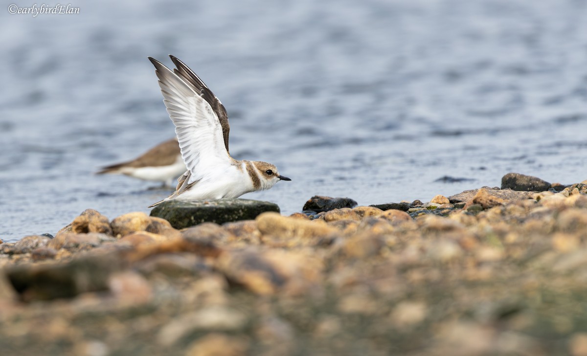 Kentish Plover - ML626699999