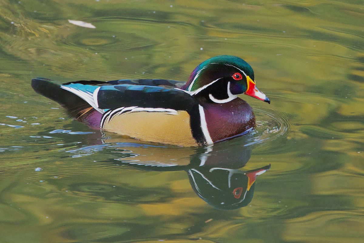 Wood Duck - ML626700030