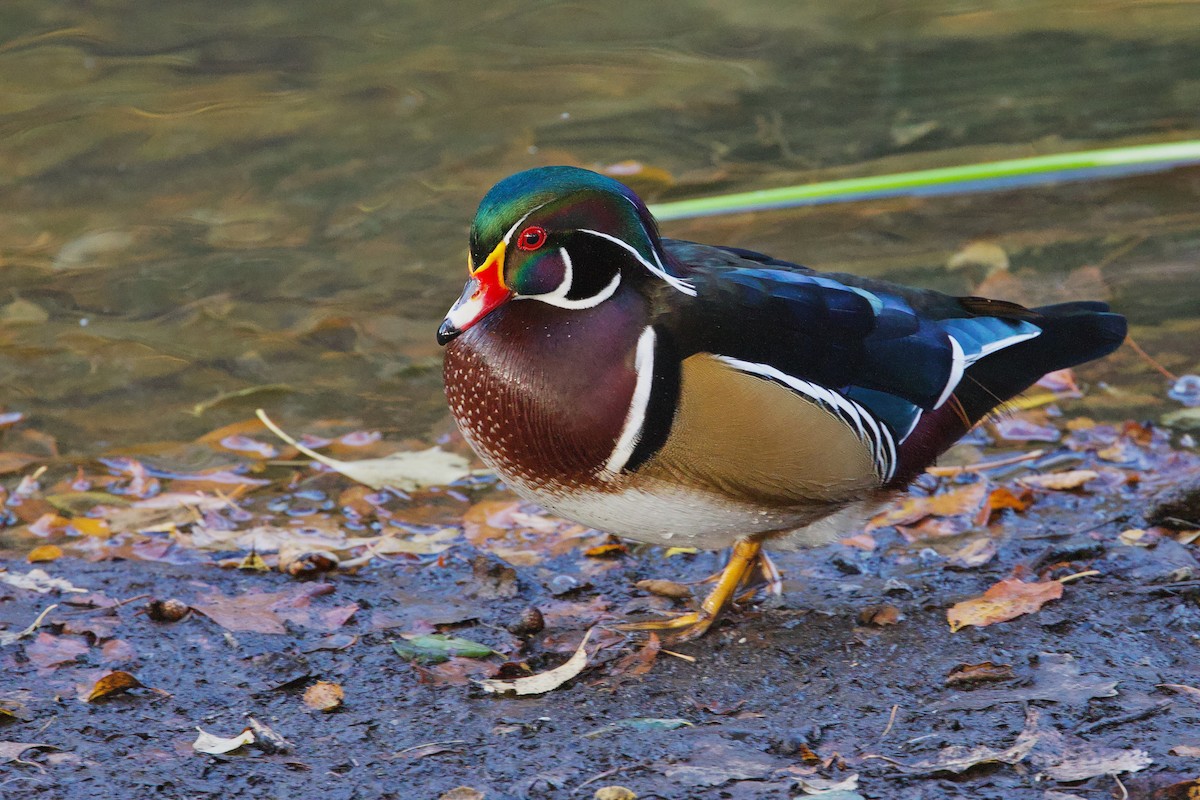 Wood Duck - ML626700031