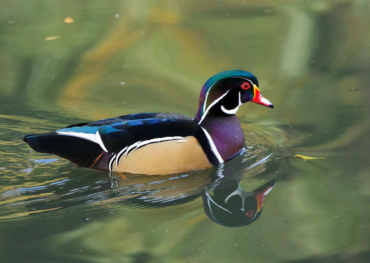 Wood Duck - ML626700032