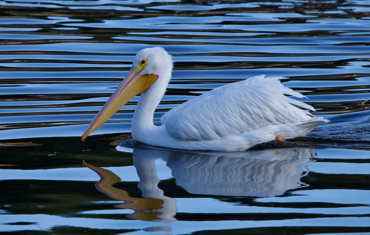 American White Pelican - ML626700065