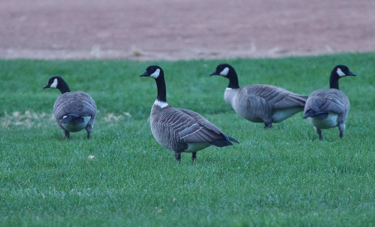 Cackling Goose (Aleutian) - ML626700095