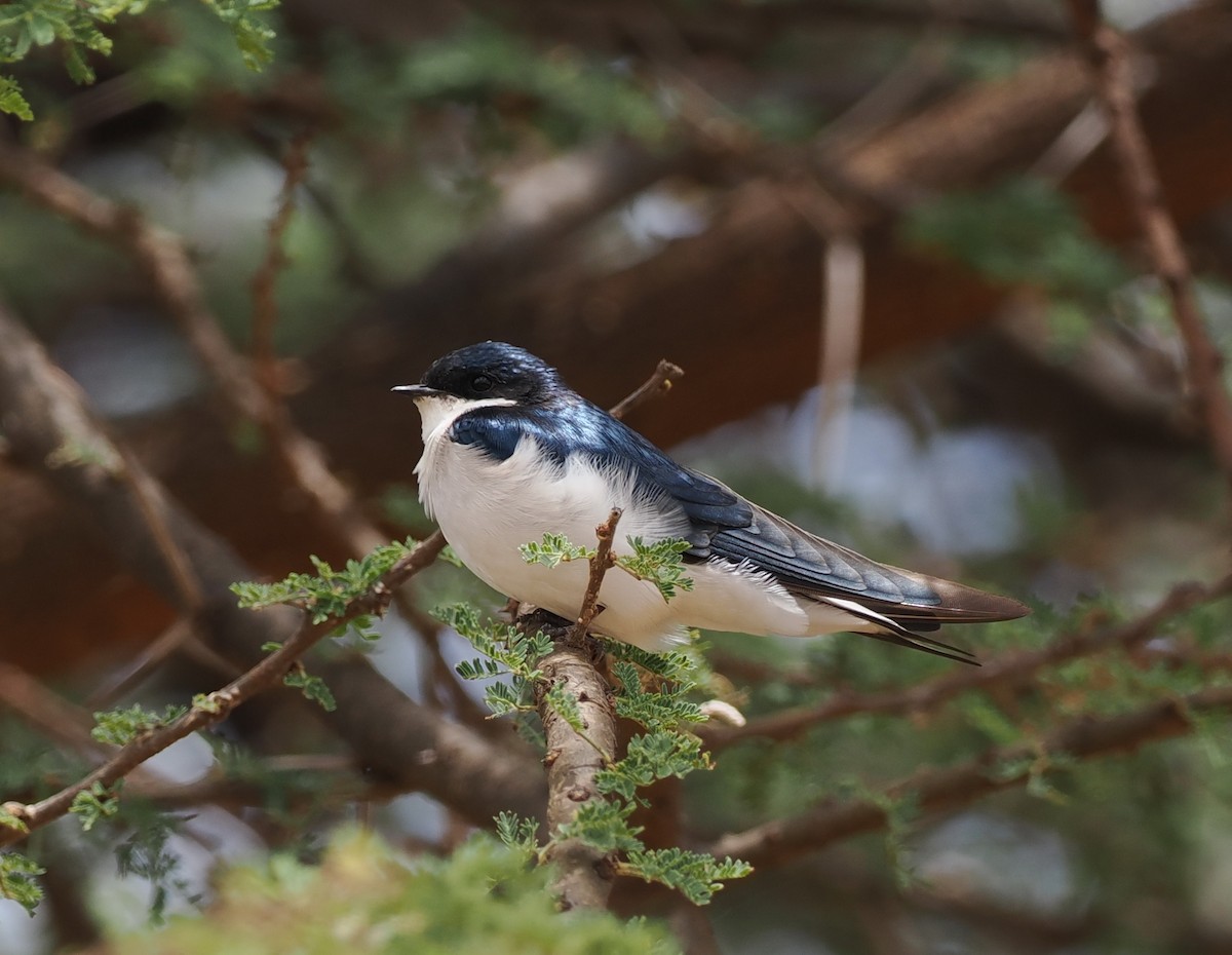 White-tailed Swallow - ML626700138