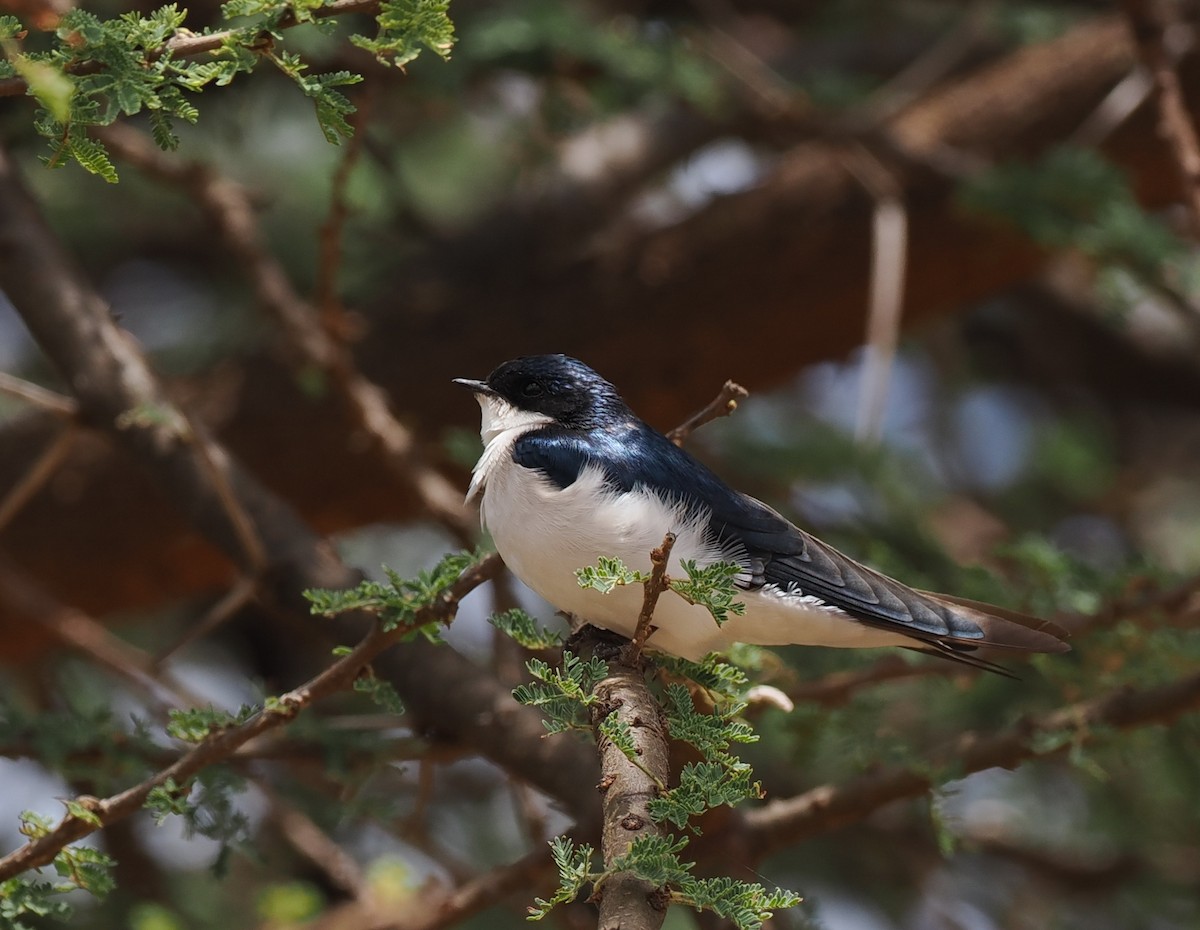 White-tailed Swallow - ML626700139