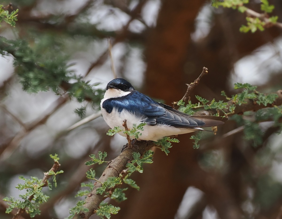 White-tailed Swallow - ML626700140