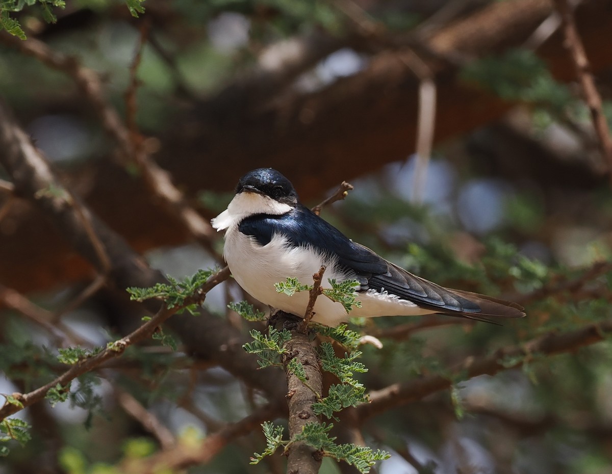 White-tailed Swallow - ML626700143