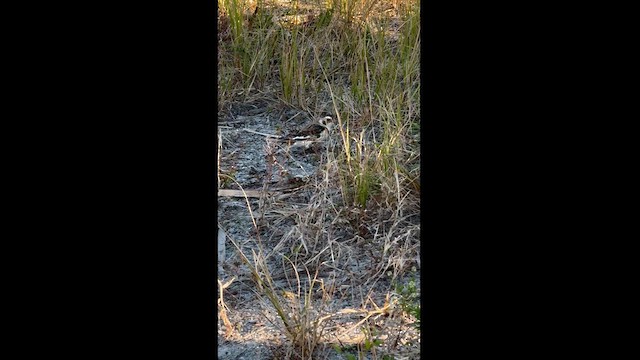 雪鵐 - ML626700173