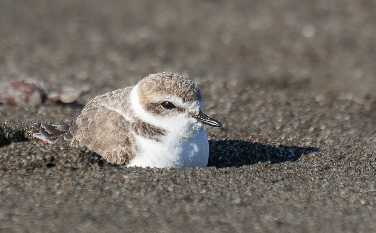 Snowy Plover - ML626700175