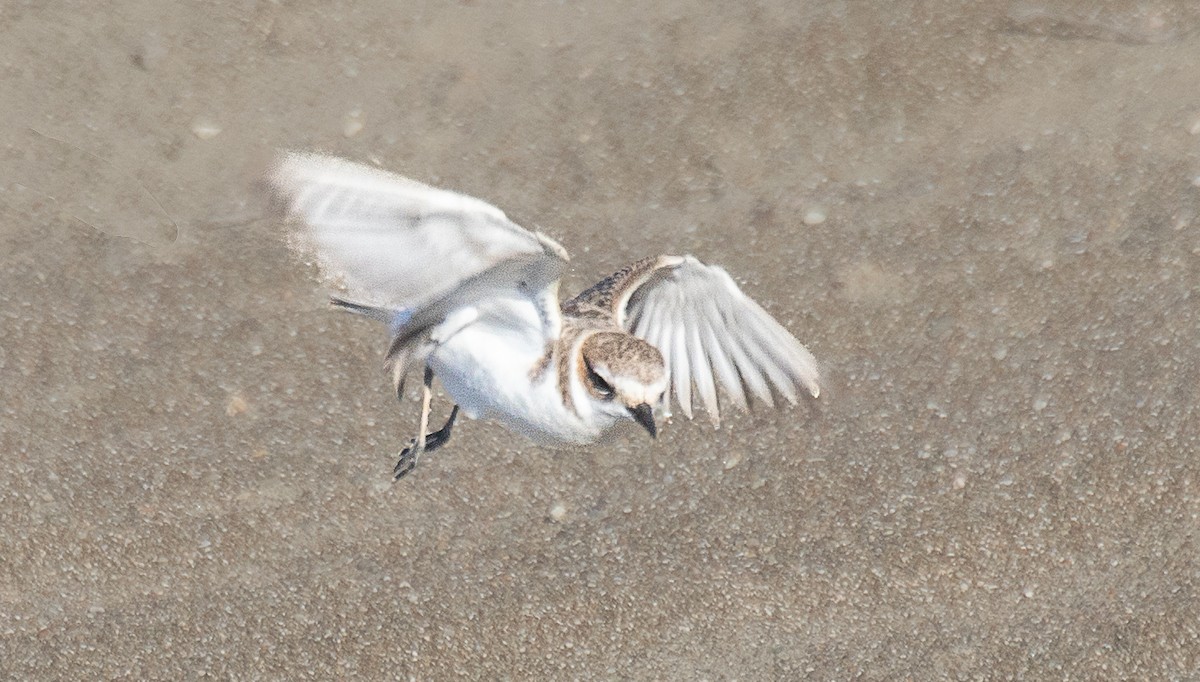 Snowy Plover - ML626700176