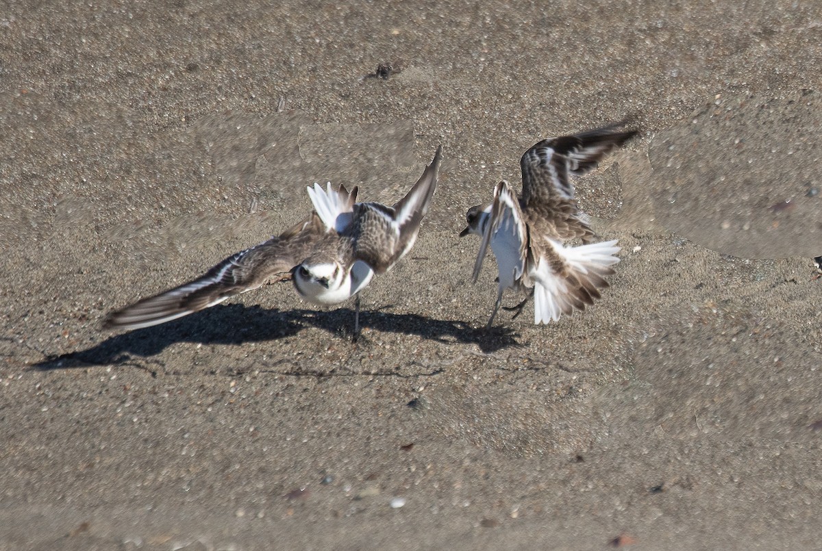 Snowy Plover - ML626700181