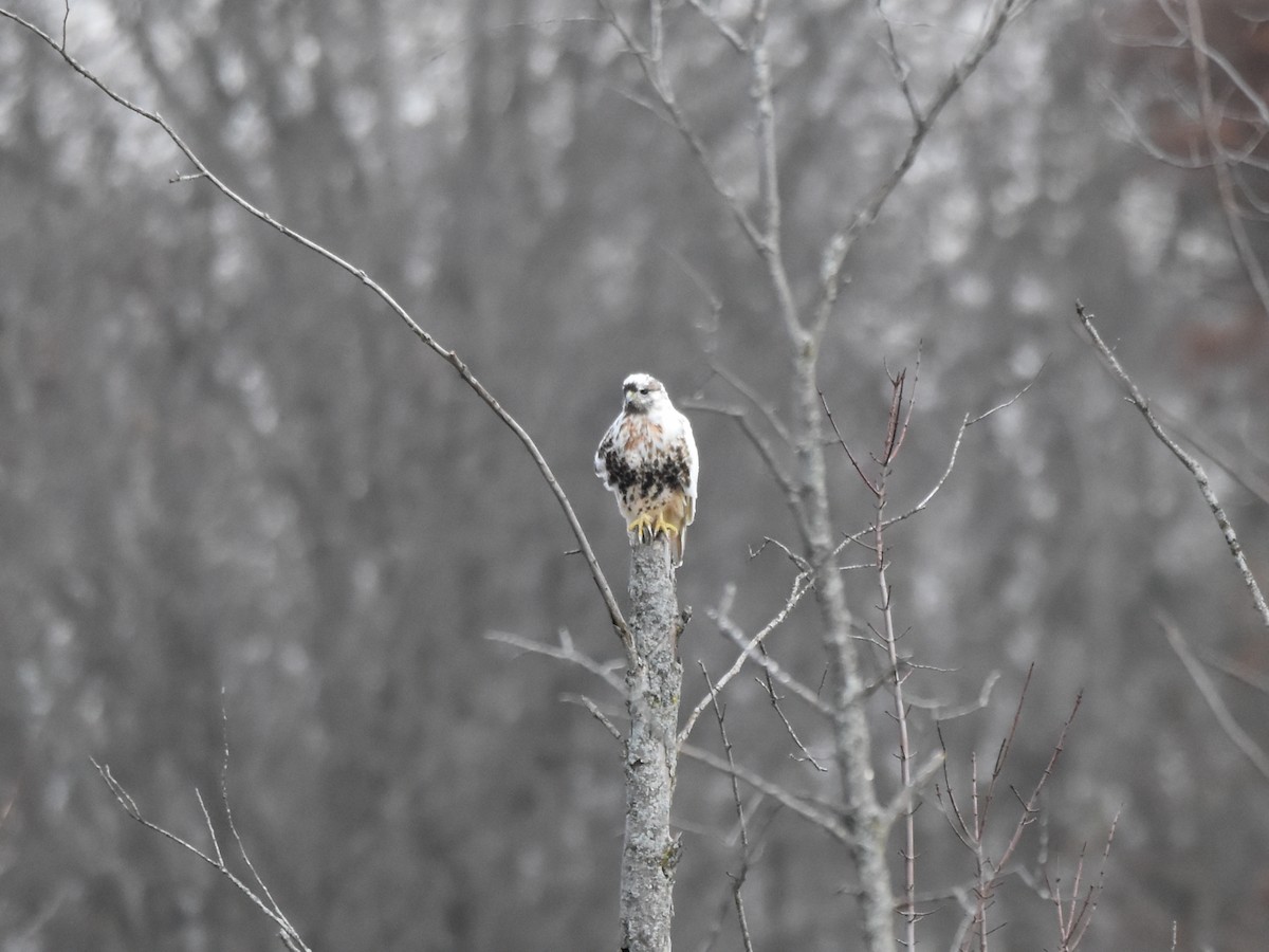 Red-tailed Hawk (abieticola) - ML626700186