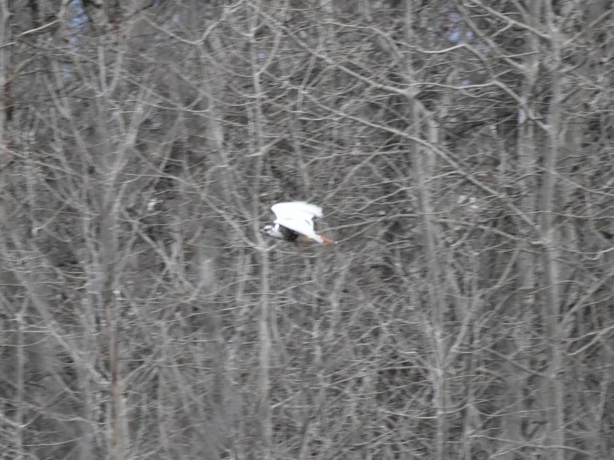 Red-tailed Hawk (abieticola) - ML626700187