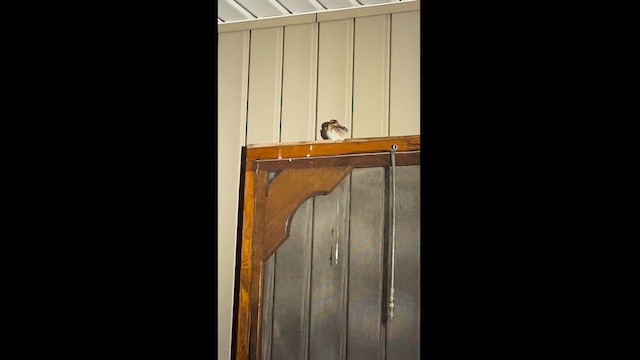 Cave Swallow - ML626700235