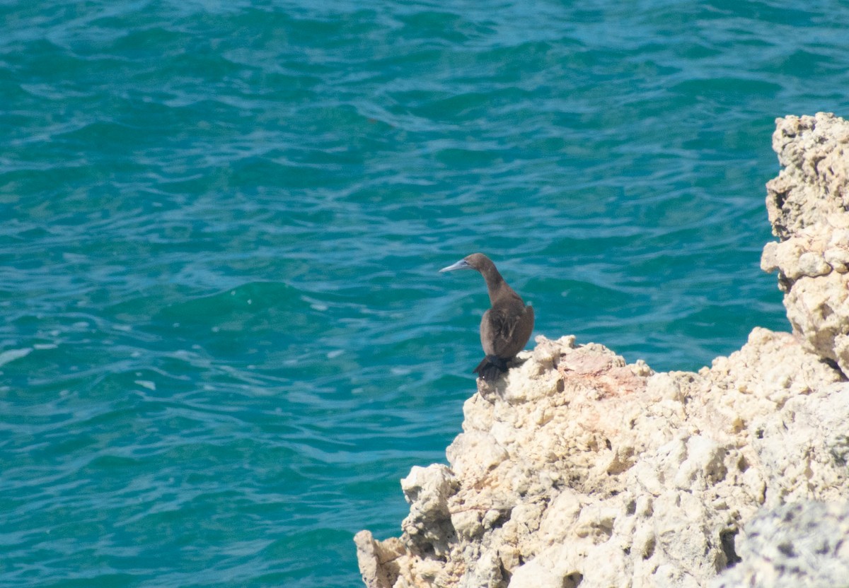 Brown Booby - ML626700301