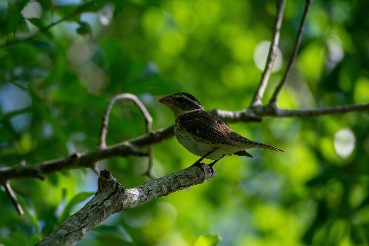 Rose-breasted Grosbeak - ML626700347