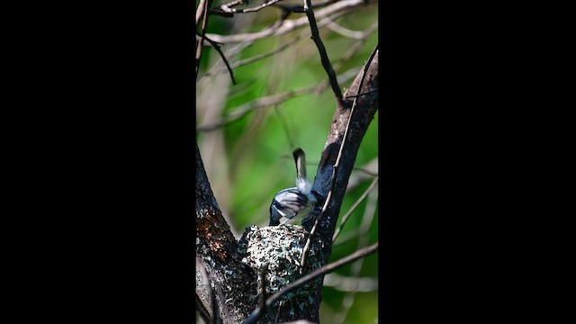 Masked Gnatcatcher - ML626700466