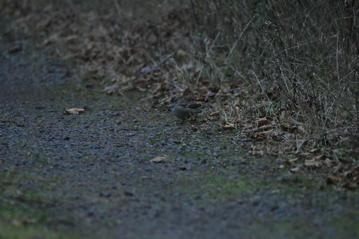 White-crowned Sparrow - ML626700523