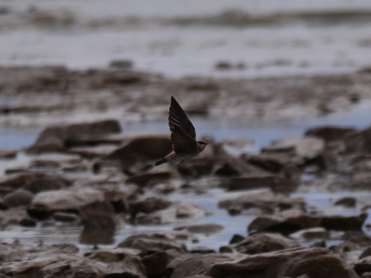 Cave Swallow - ML626700532