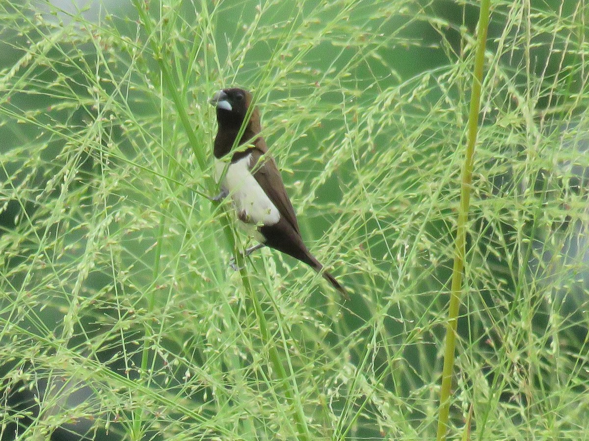Javan Munia - ML626700539