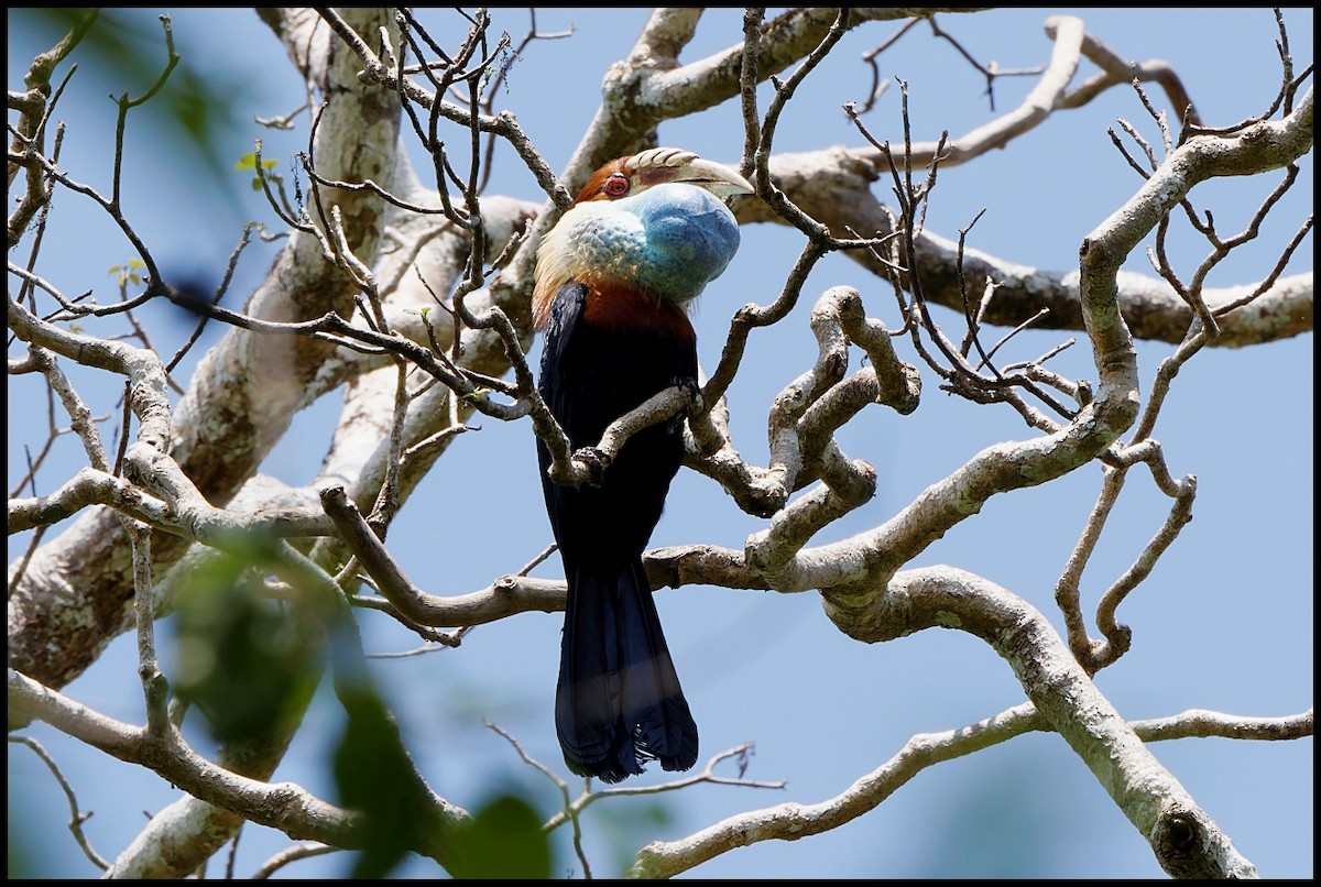 Sumba Hornbill - ML626700541