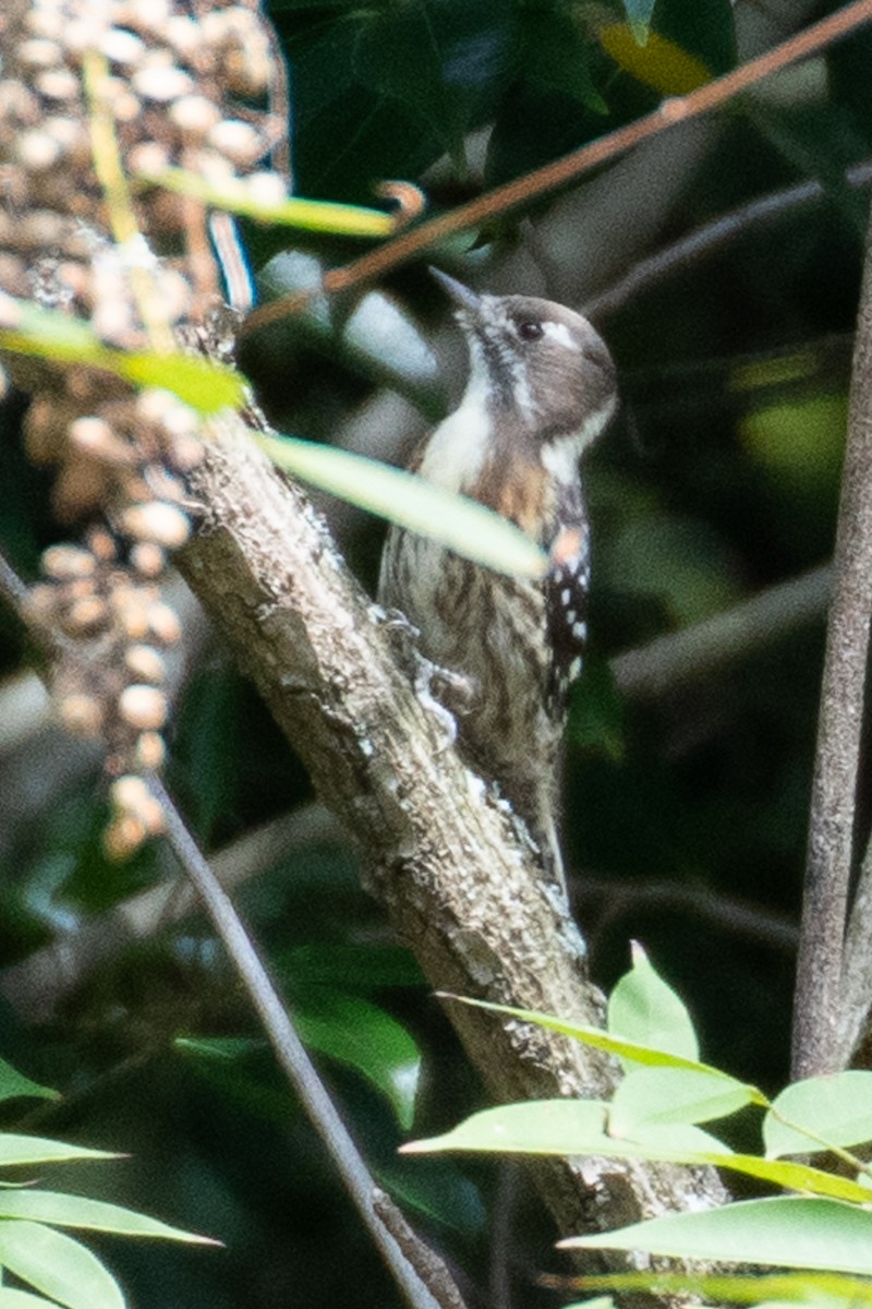 Japanese Pygmy Woodpecker - ML626700567