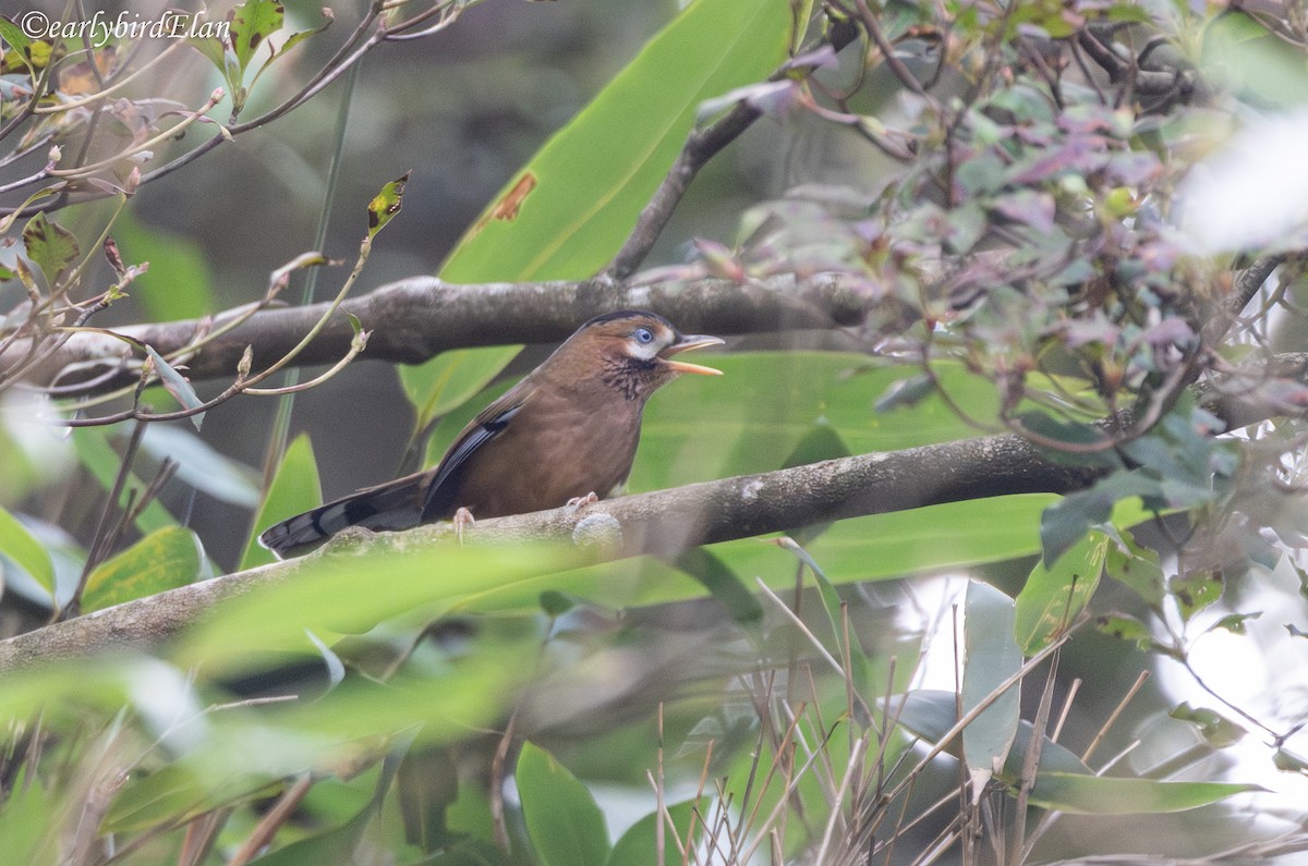 Moustached Laughingthrush - ML626700568