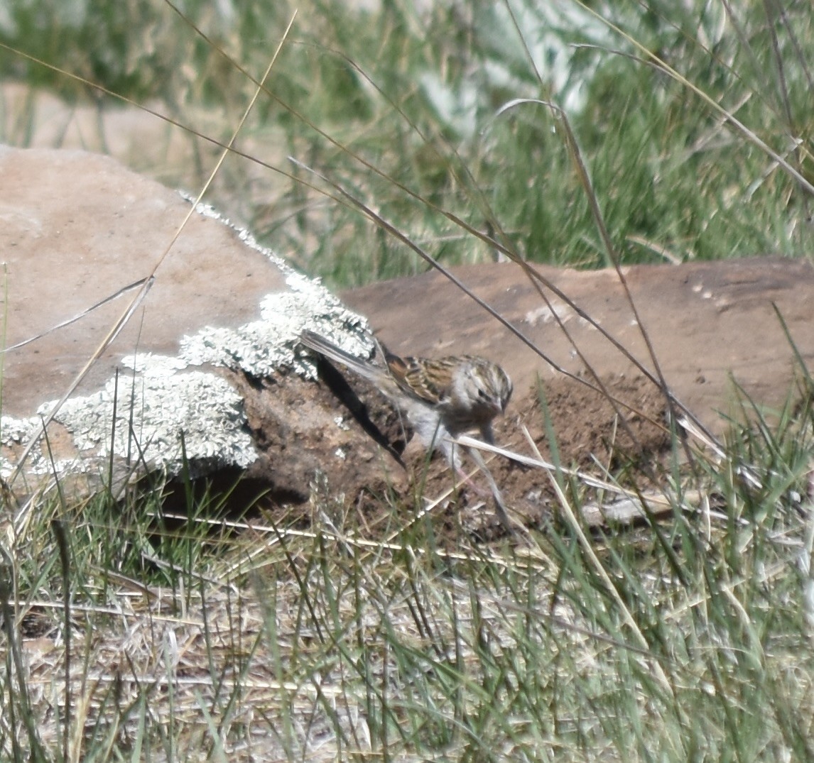 Bruant à joues marron - ML626700571