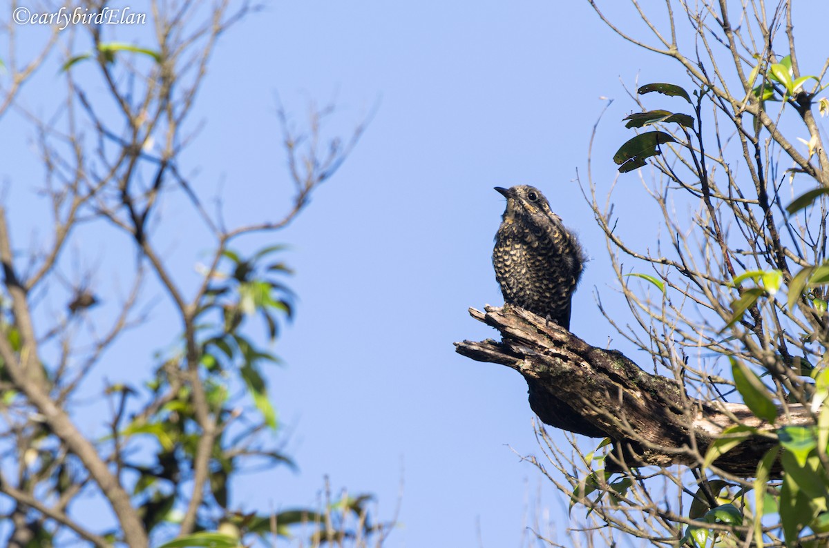 Chestnut-bellied Rock-Thrush - ML626700597