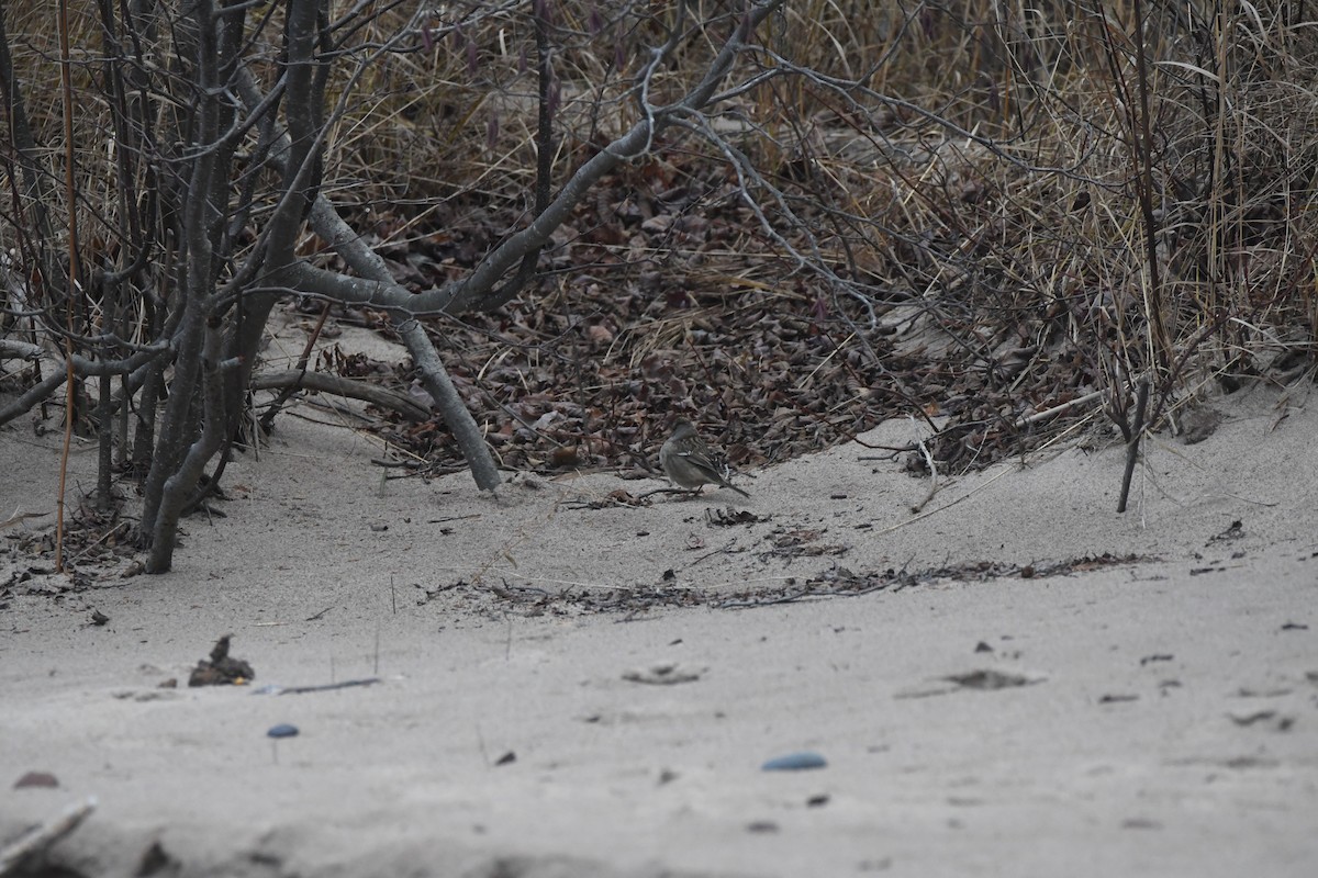 White-crowned Sparrow - ML626700604