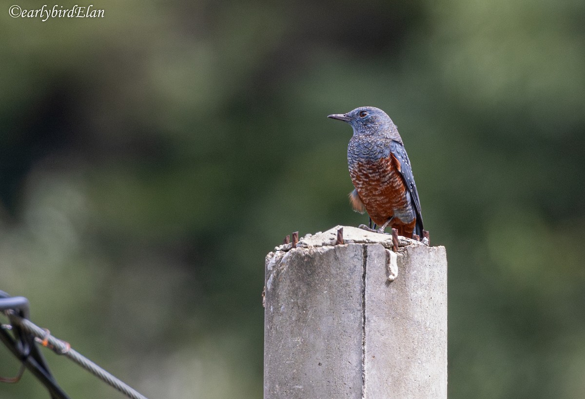 Blue Rock-Thrush - ML626700620