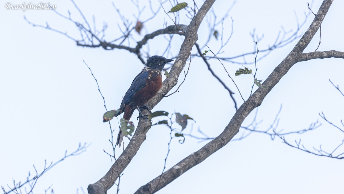 Chestnut-bellied Rock-Thrush - ML626700621