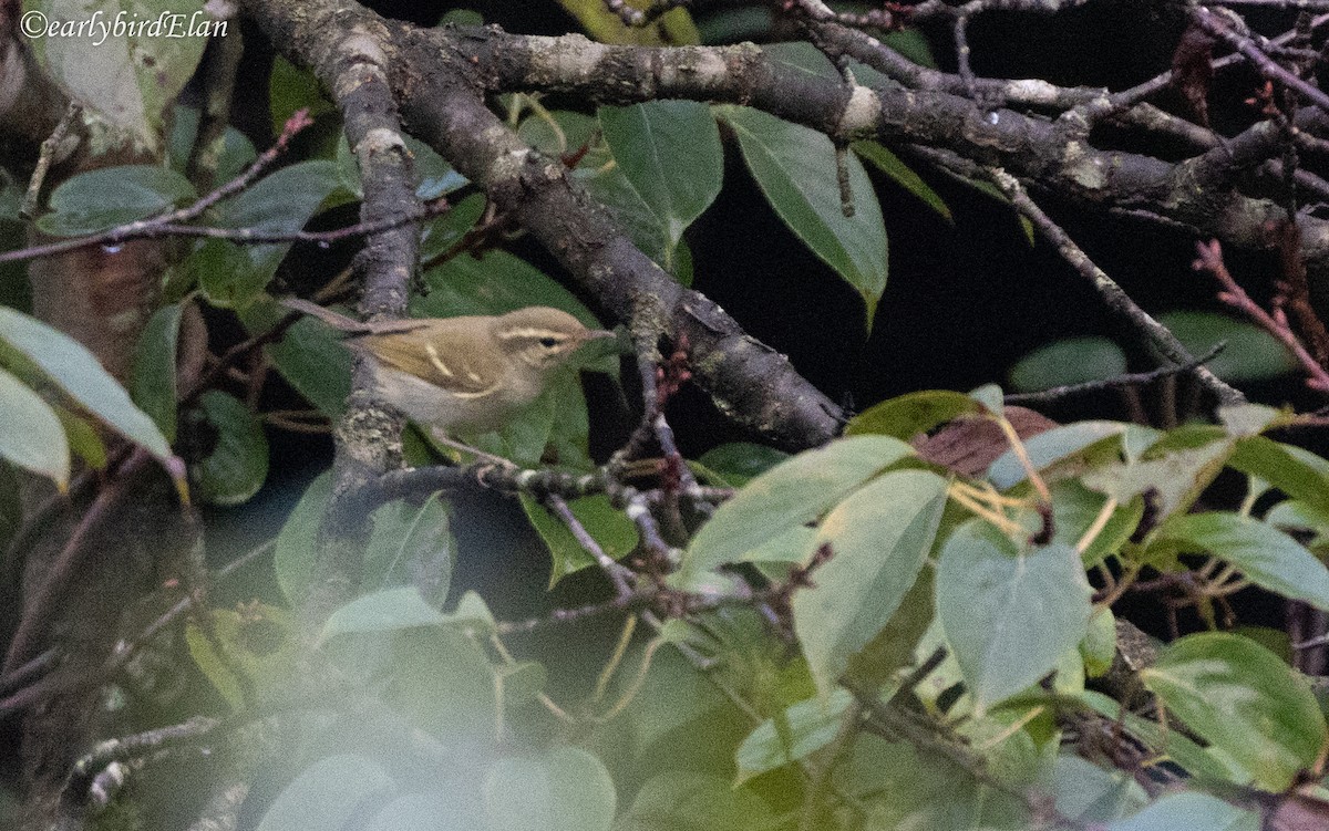 Two-barred Warbler - ML626700658