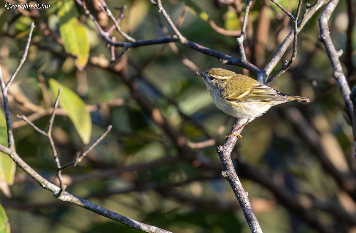 Yellow-browed Warbler - ML626700670