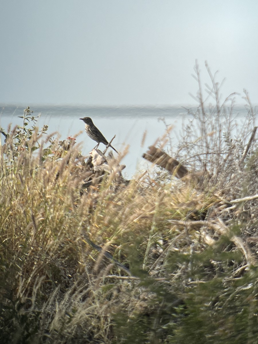 Sage Thrasher - ML626700689