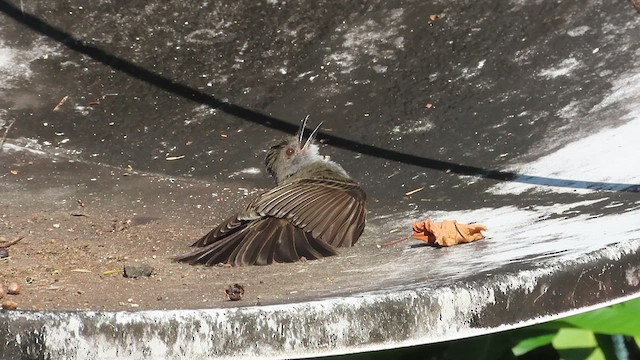 Short-crested Flycatcher - ML626700703